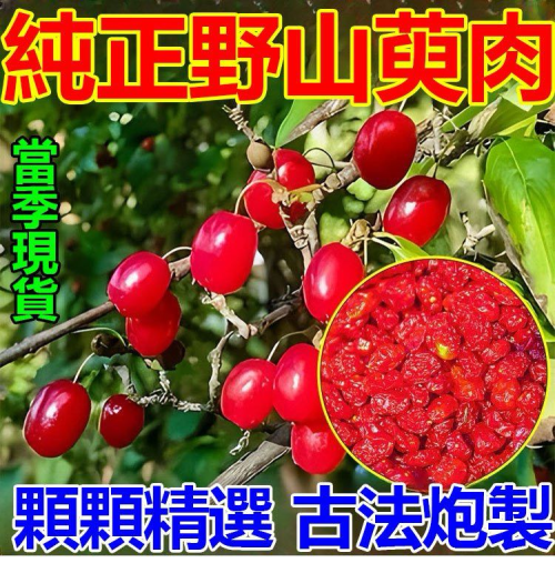 野生山茱萸。是茶也是藥,一味山茱萸,巧解四 種身體問題,每天喝一杯身體强壮免疫力好。外行人吃鹿 茸,內行人吃山茱萸!滋補肝腎 護心益血提高免疫抗菌性 消炎改善耳鳴精選秦嶺山茱萸酸甜微澀食材泡水泡茶营養 佳品